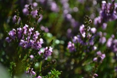 Heather, Rondane National Park